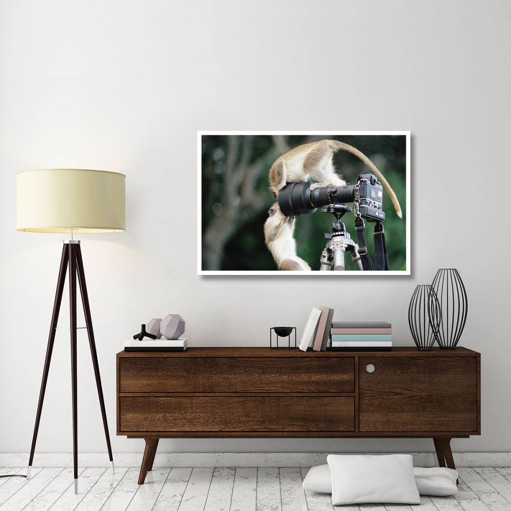 Black-faced Vervet Monkeys playing on camera and tripod, Barbados-Paper Art-50&quotx34"
