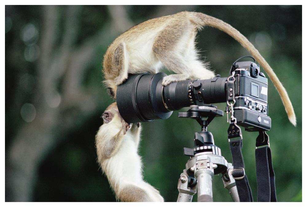 Black-faced Vervet Monkeys playing on camera and tripod, Barbados-Paper Art-62"x42"