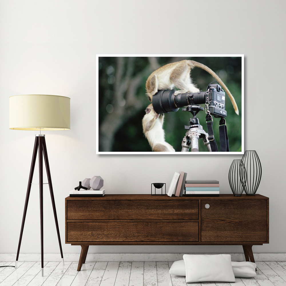Black-faced Vervet Monkeys playing on camera and tripod, Barbados-Paper Art-62&quotx42"