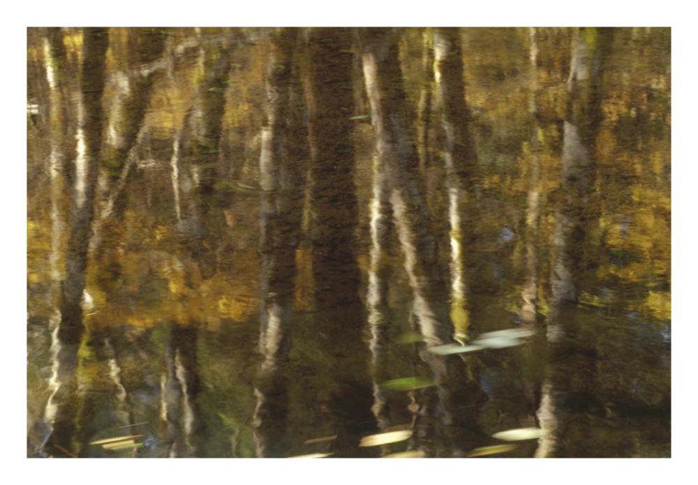 Reflection of Red Alder and Vine Maple in quiet waters of Upper Necanicum River, Oregon-Paper Art-26"x18"