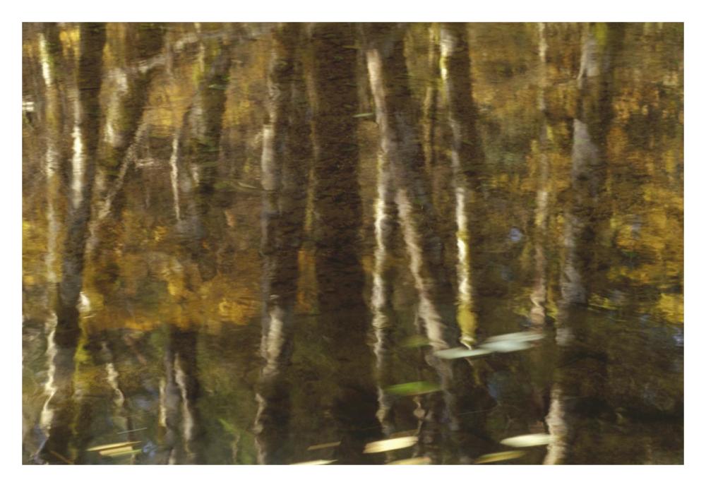 Reflection of Red Alder and Vine Maple in quiet waters of Upper Necanicum River, Oregon-Paper Art-32"x22"