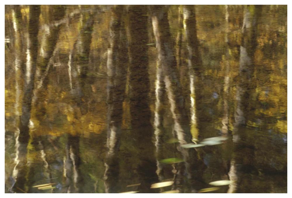 Reflection of Red Alder and Vine Maple in quiet waters of Upper Necanicum River, Oregon-Paper Art-62"x42"