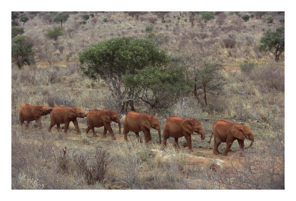 African Elephant young orphans, Tsavo East National Park, Kenya-Paper Art-26"x18"