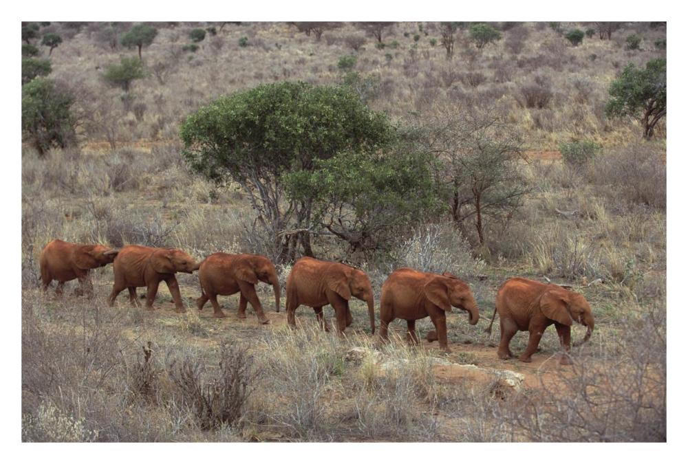 African Elephant young orphans, Tsavo East National Park, Kenya-Paper Art-32"x22"