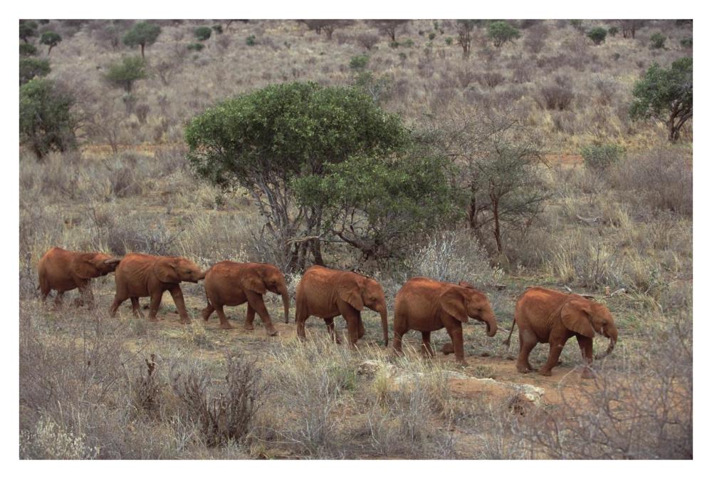 African Elephant young orphans, Tsavo East National Park, Kenya-Paper Art-38"x26"