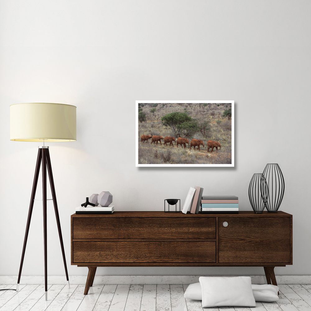 African Elephant young orphans, Tsavo East National Park, Kenya-Paper Art-38&quotx26"