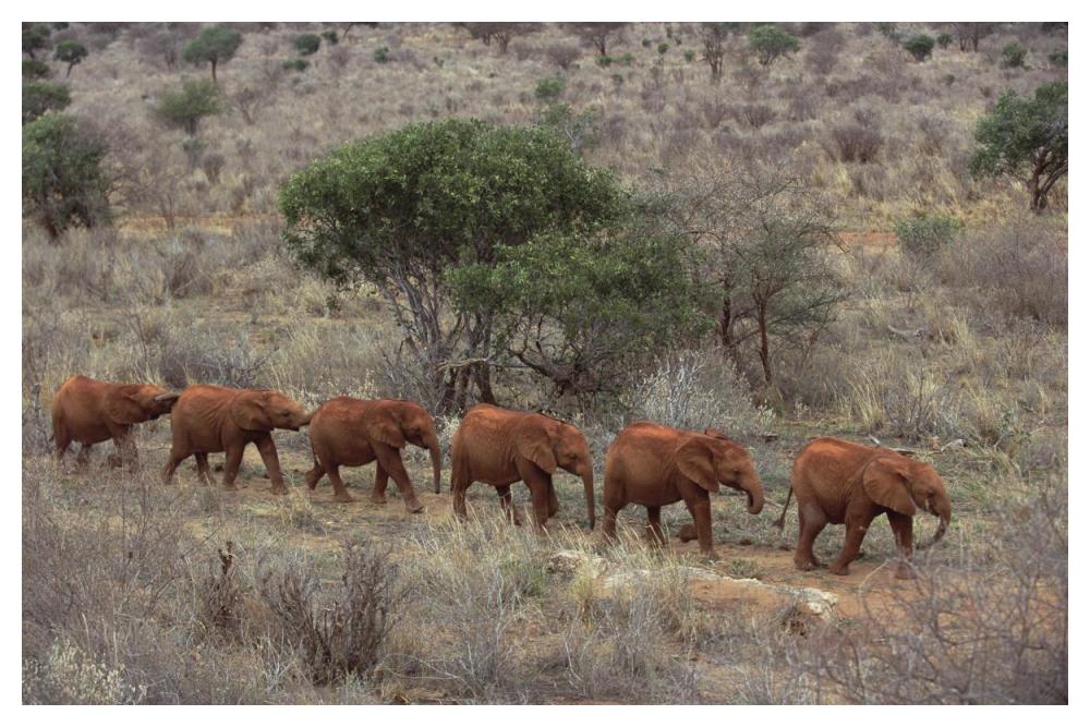 African Elephant young orphans, Tsavo East National Park, Kenya-Paper Art-50"x34"