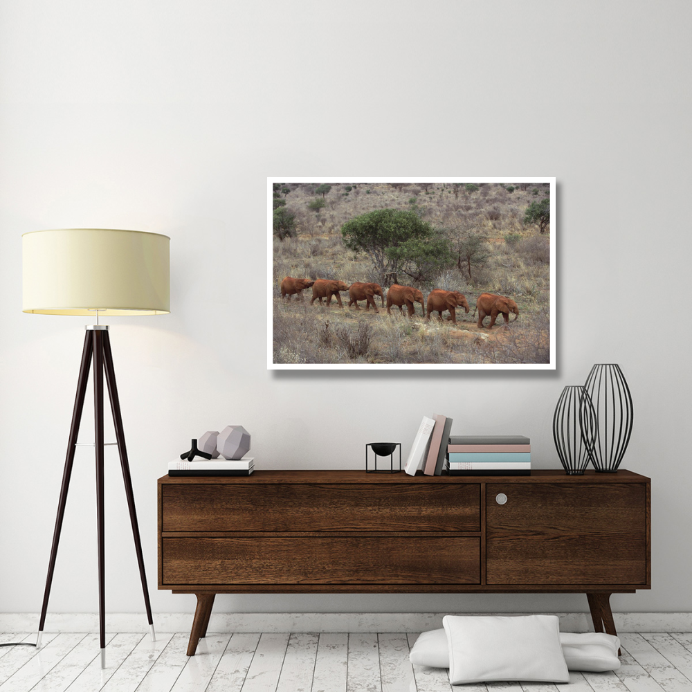 African Elephant young orphans, Tsavo East National Park, Kenya-Paper Art-50&quotx34"