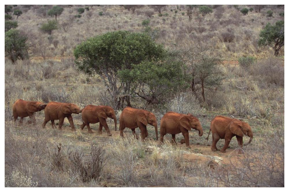 African Elephant young orphans, Tsavo East National Park, Kenya-Paper Art-62"x42"
