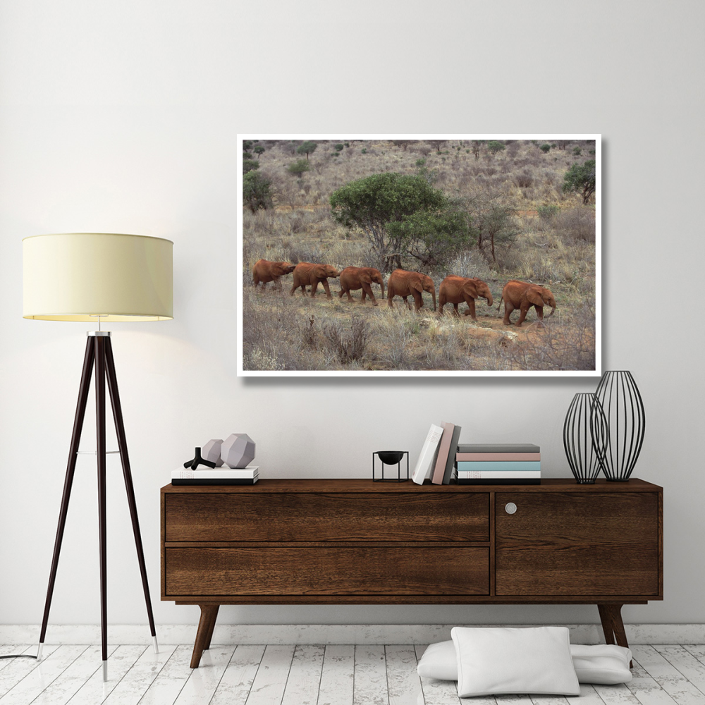 African Elephant young orphans, Tsavo East National Park, Kenya-Paper Art-62&quotx42"