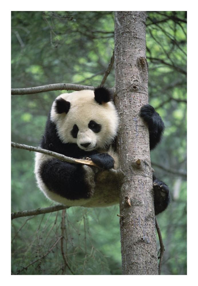 Giant Panda in tree-Paper Art-18"x26"