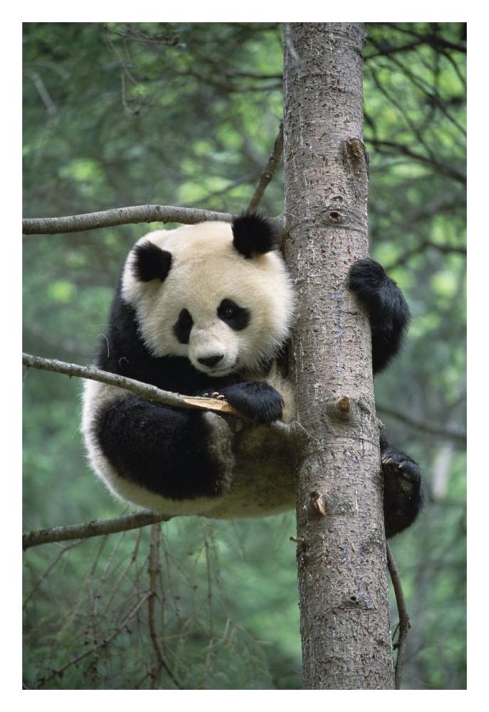 Giant Panda in tree-Paper Art-22"x32"