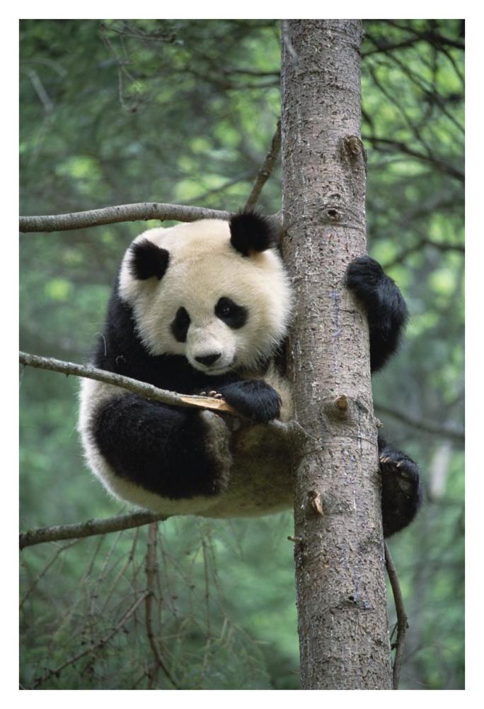 Giant Panda in tree-Paper Art-26"x38"