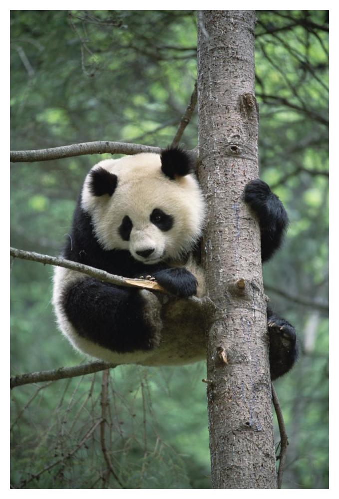 Giant Panda in tree-Paper Art-34"x50"