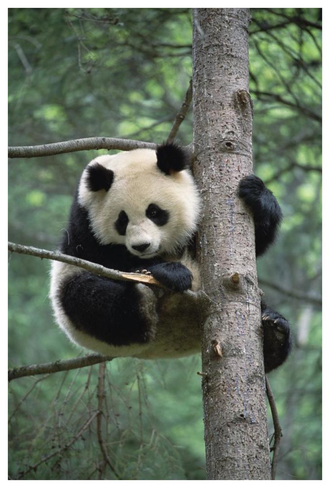 Giant Panda in tree-Paper Art-42"x62"
