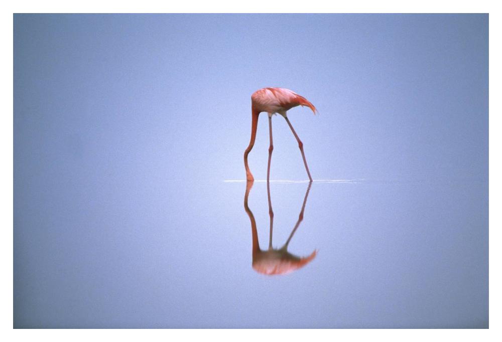 Greater Flamingo feeding, Africa-Paper Art-20"x14"