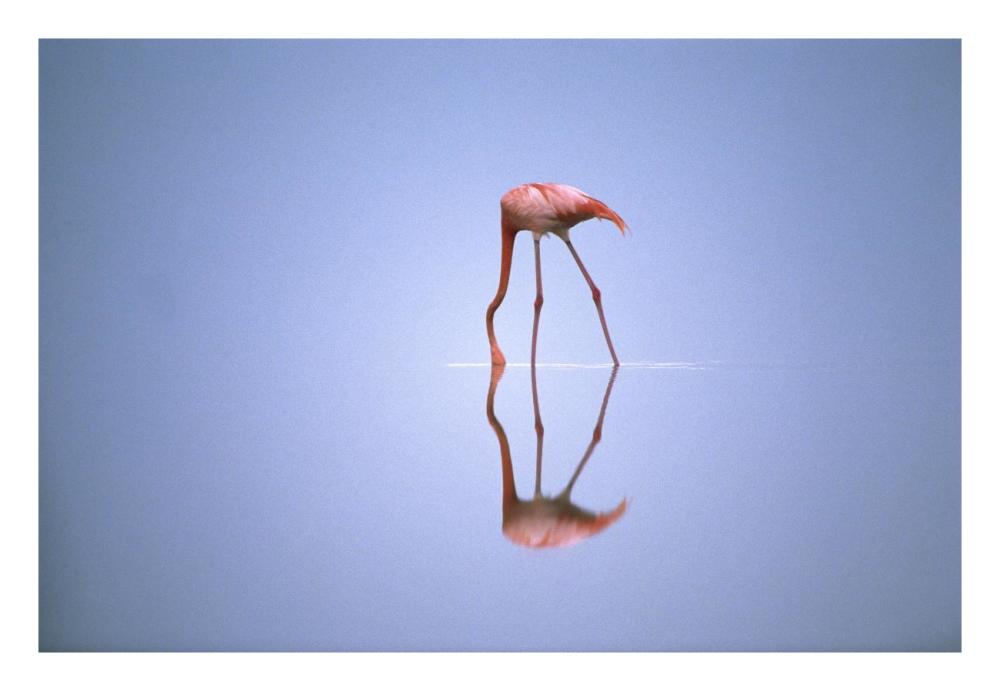 Greater Flamingo feeding, Africa-Paper Art-26"x18"