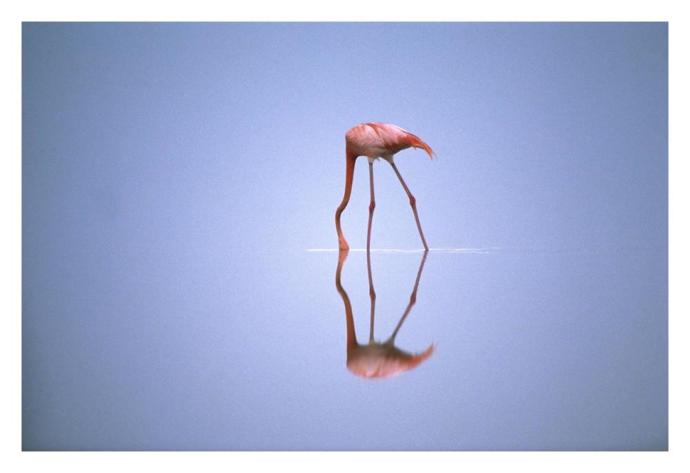 Greater Flamingo feeding, Africa-Paper Art-32"x22"