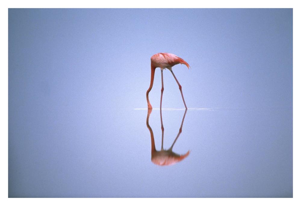 Greater Flamingo feeding, Africa-Paper Art-38"x26"