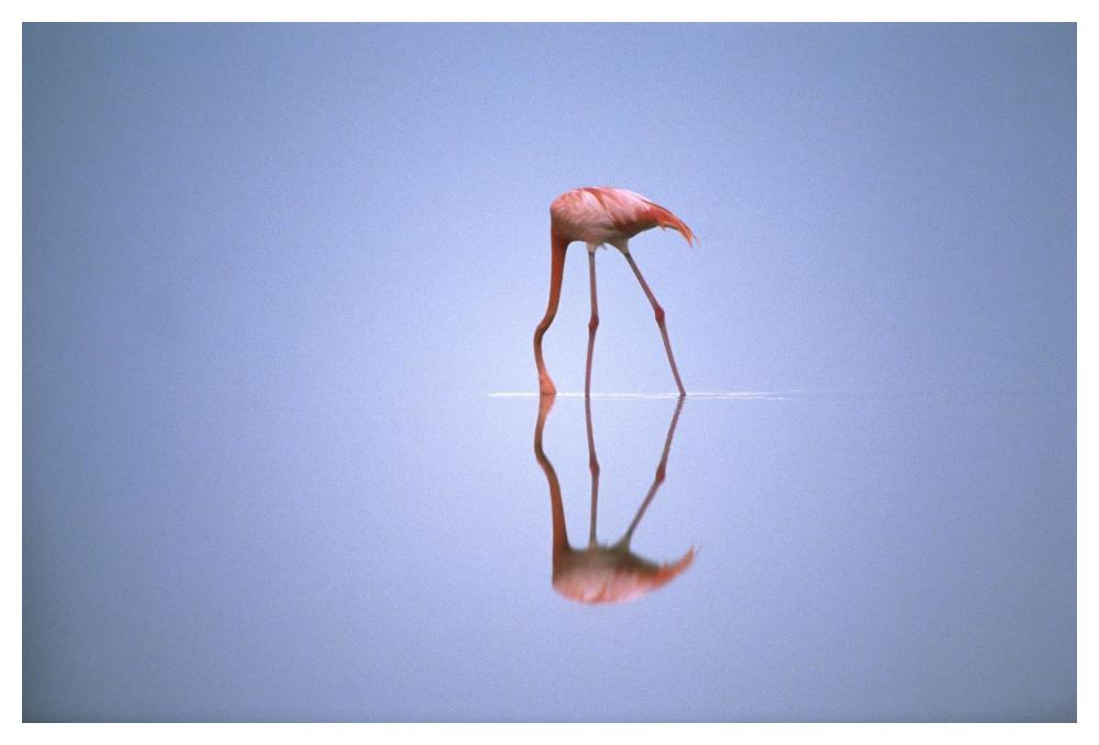 Greater Flamingo feeding, Africa-Paper Art-50"x34"