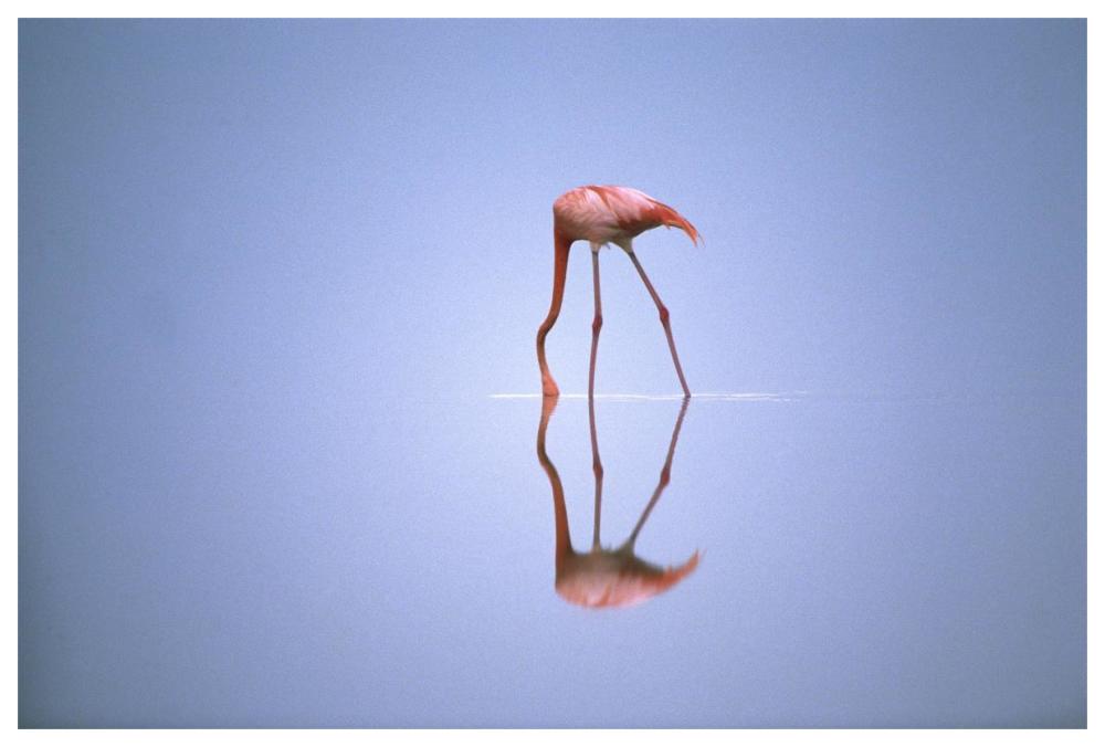 Greater Flamingo feeding, Africa-Paper Art-62"x42"