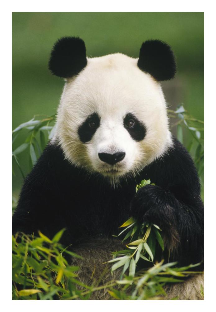 Giant Panda eating bamboo, China-Paper Art-18"x26"