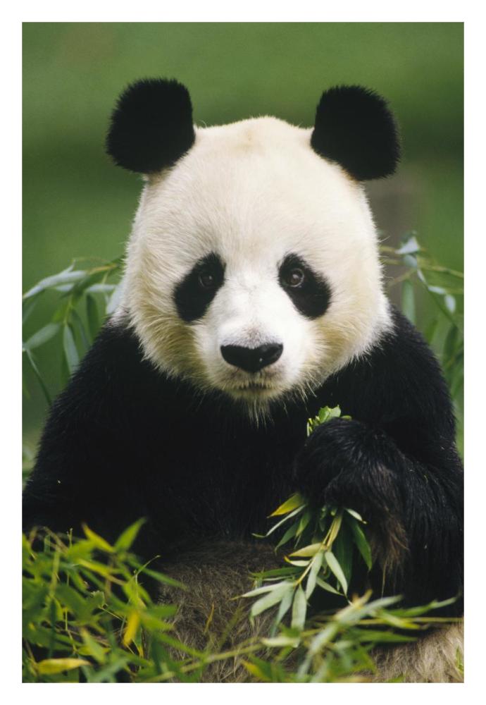 Giant Panda eating bamboo, China-Paper Art-22"x32"