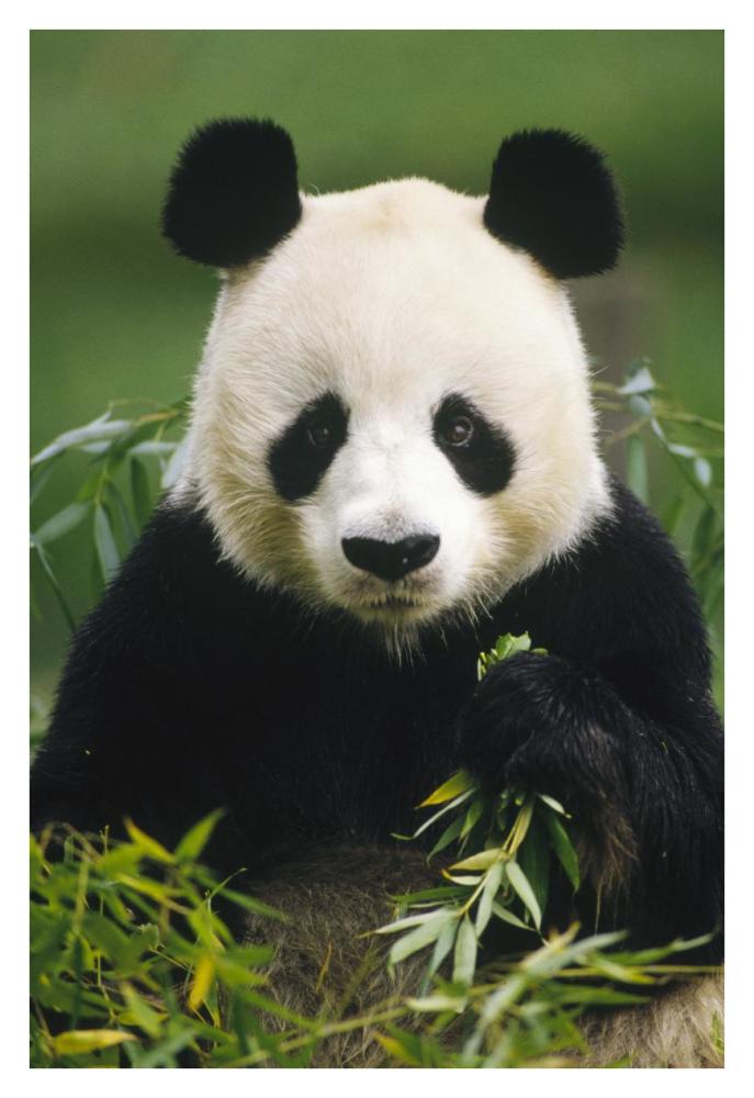Giant Panda eating bamboo, China-Paper Art-26"x38"
