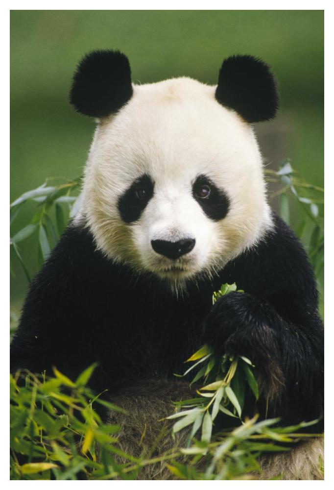 Giant Panda eating bamboo, China-Paper Art-34"x50"