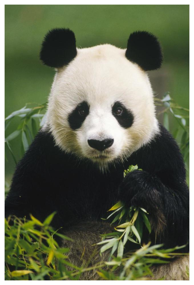 Giant Panda eating bamboo, China-Paper Art-42"x62"