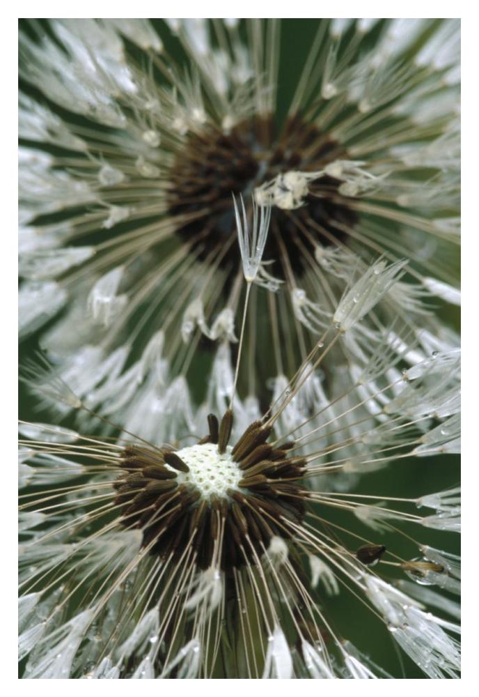 Dandelion seed head, North America-Paper Art-14"x20"