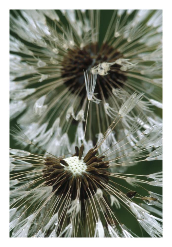 Dandelion seed head, North America-Paper Art-18"x26"