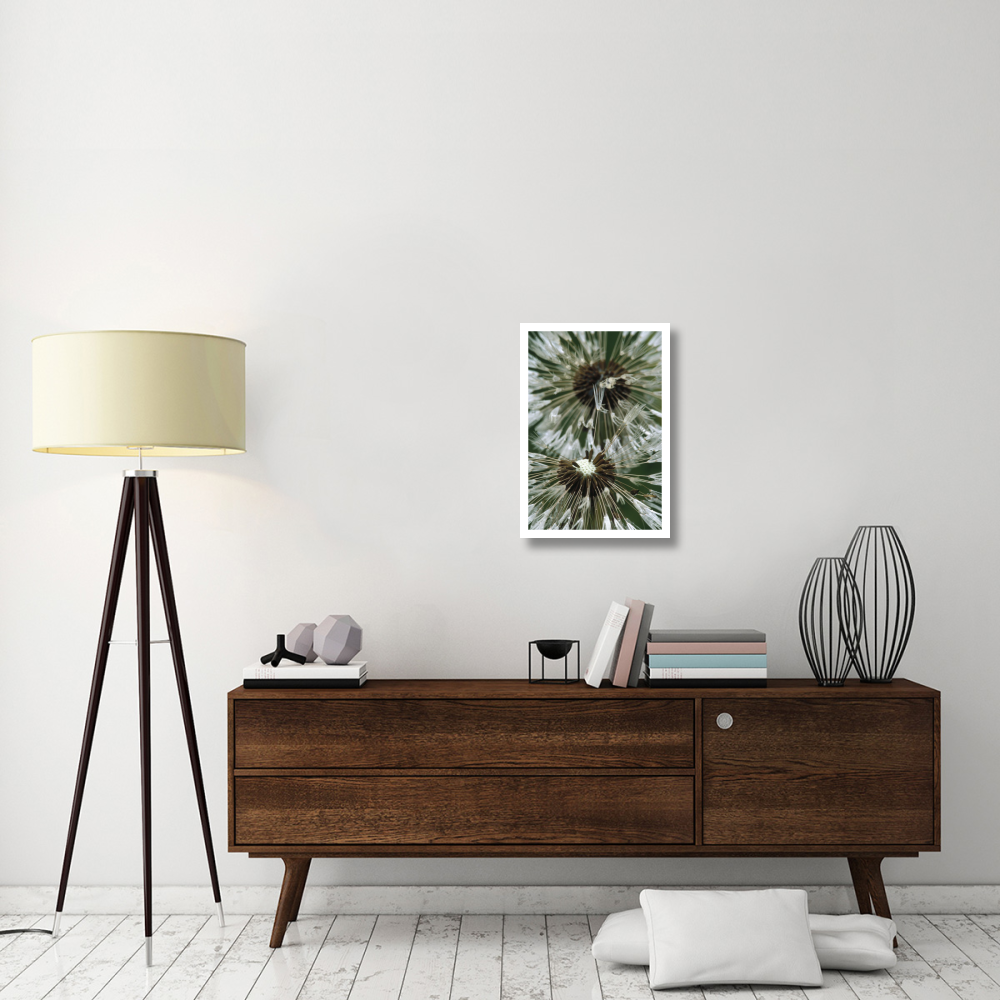 Dandelion seed head, North America-Paper Art-18&quotx26"