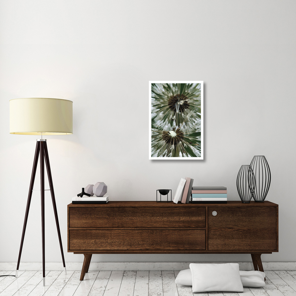 Dandelion seed head, North America-Paper Art-22&quotx32"