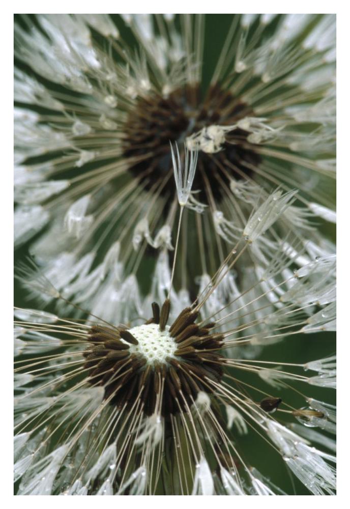 Dandelion seed head, North America-Paper Art-26"x38"