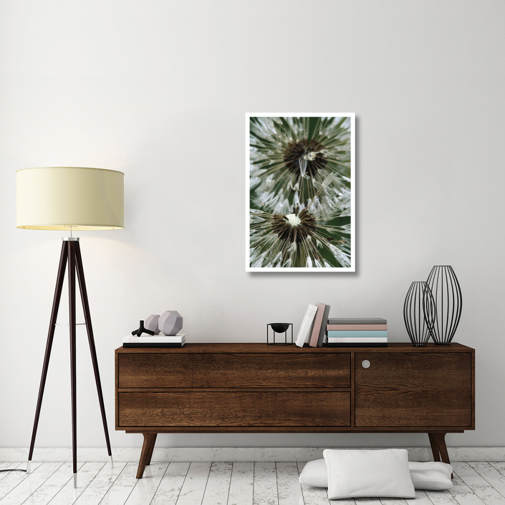 Dandelion seed head, North America-Paper Art-26&quotx38"