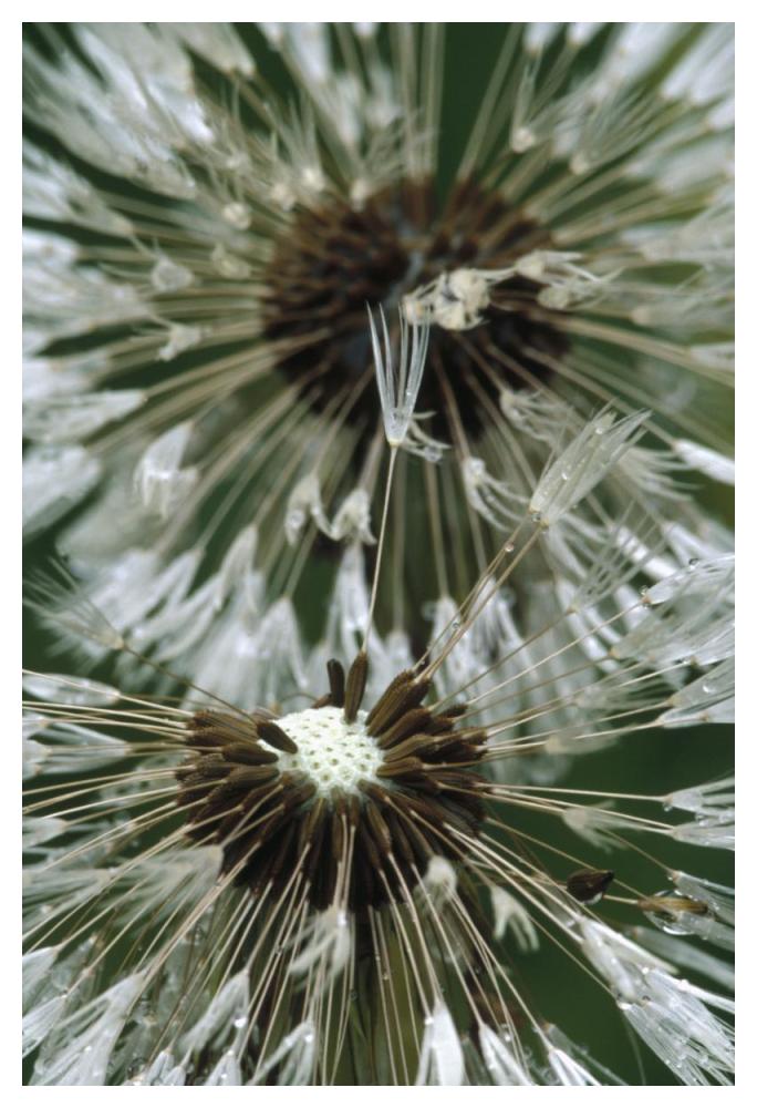Dandelion seed head, North America-Paper Art-34"x50"
