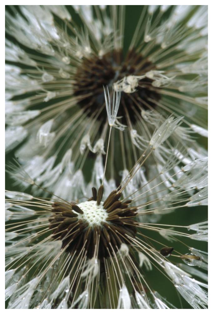 Dandelion seed head, North America-Paper Art-42"x62"