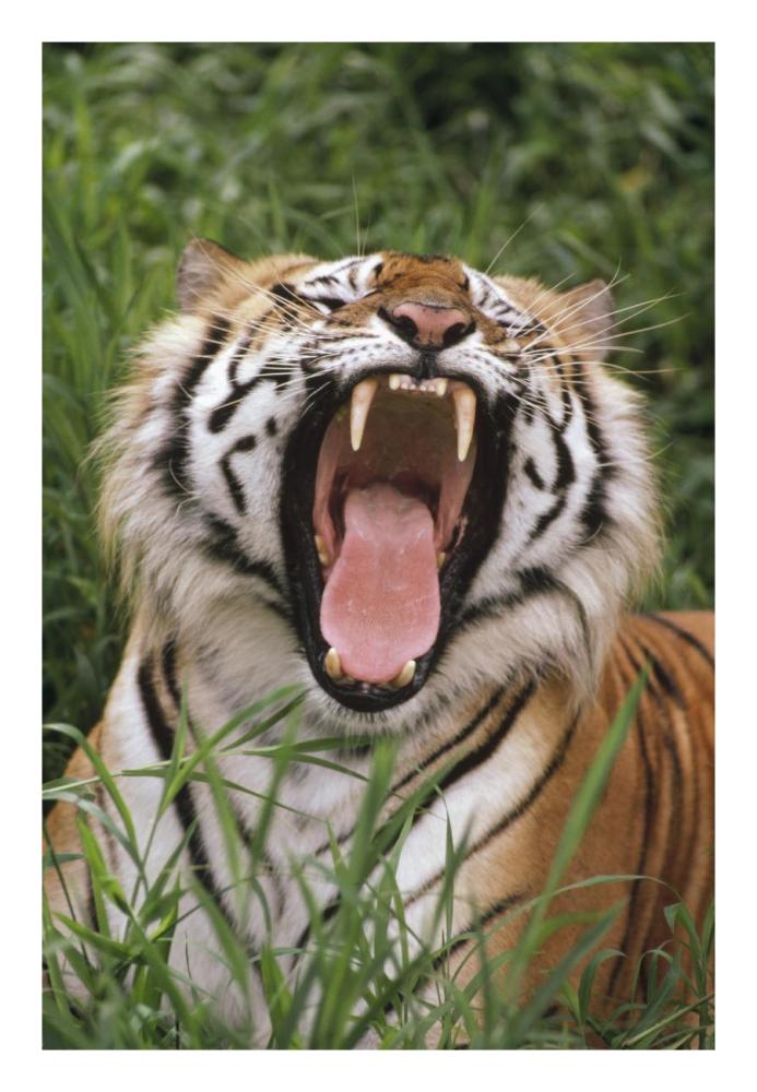 Bengal Tiger yawning, Hilo Zoo, Hawaii-Paper Art-18"x26"