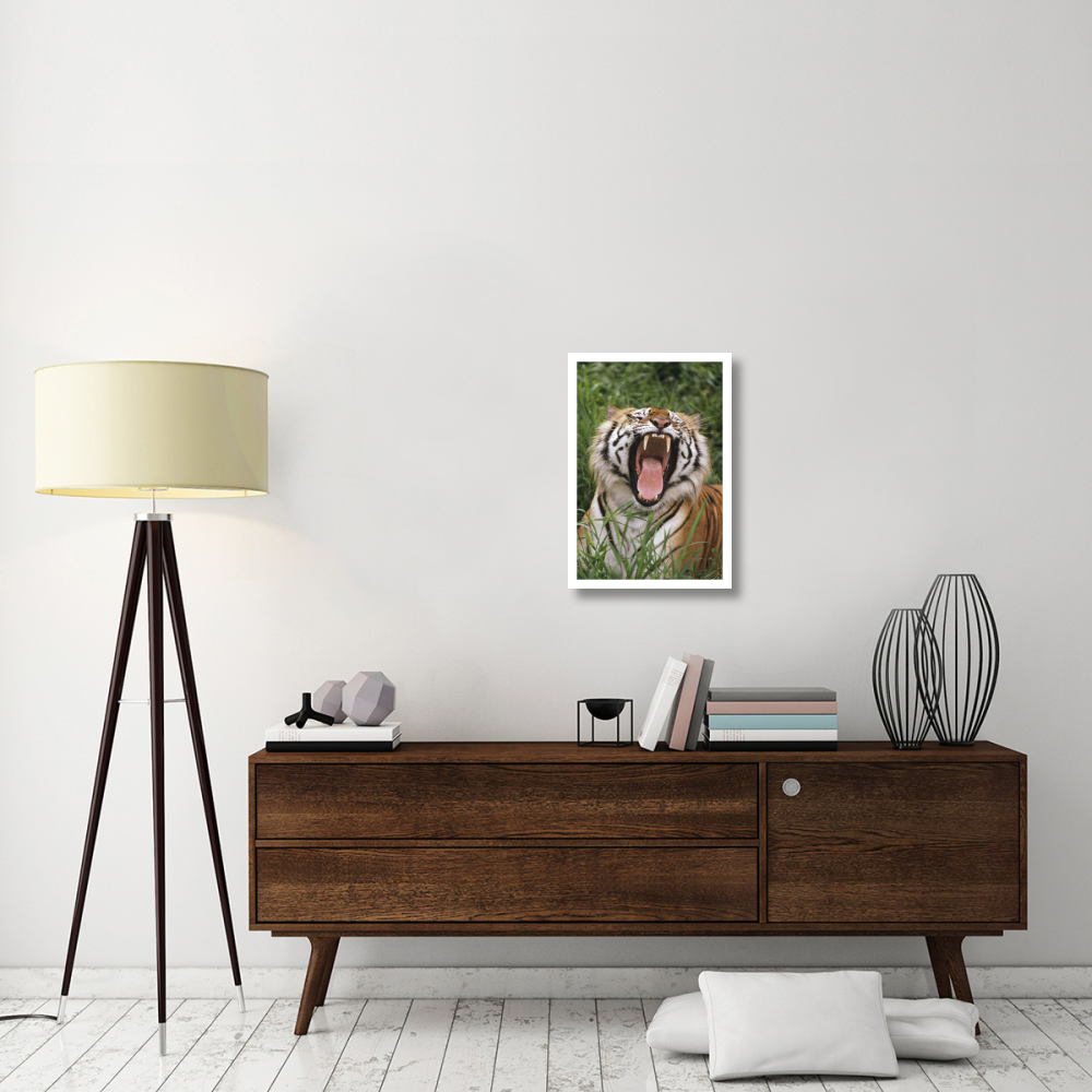 Bengal Tiger yawning, Hilo Zoo, Hawaii-Paper Art-18&quotx26"