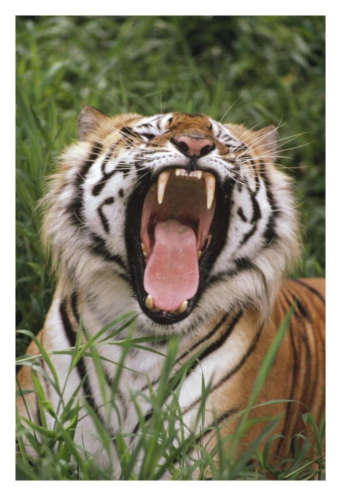 Bengal Tiger yawning, Hilo Zoo, Hawaii-Paper Art-22"x32"