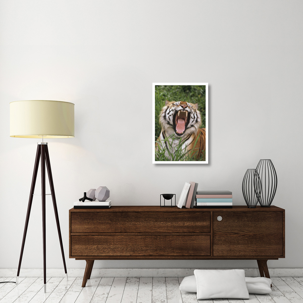 Bengal Tiger yawning, Hilo Zoo, Hawaii-Paper Art-22&quotx32"