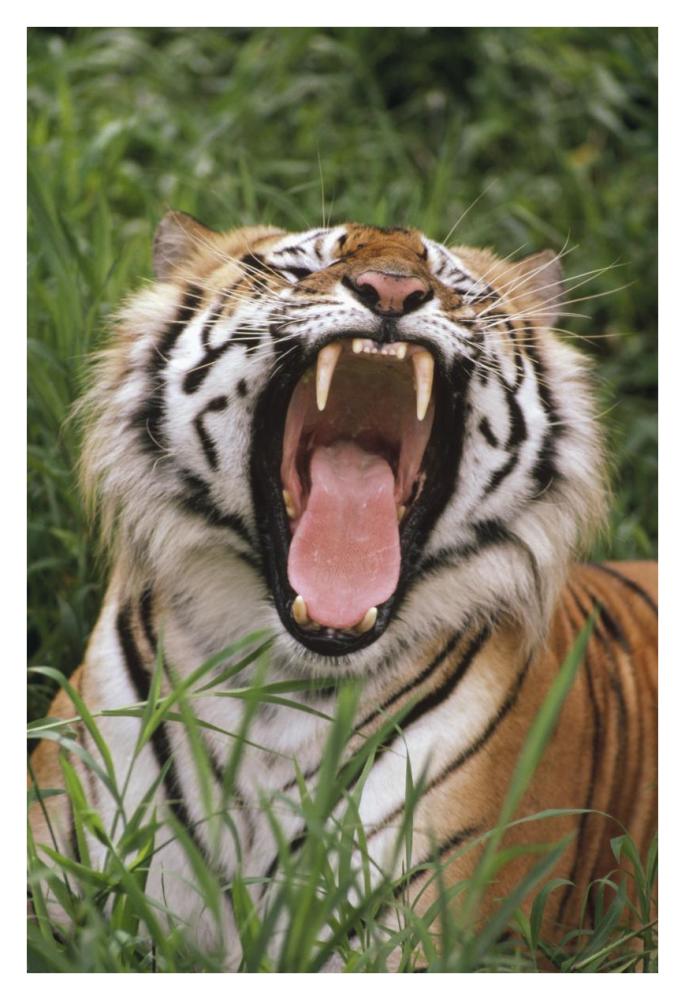 Bengal Tiger yawning, Hilo Zoo, Hawaii-Paper Art-26"x38"