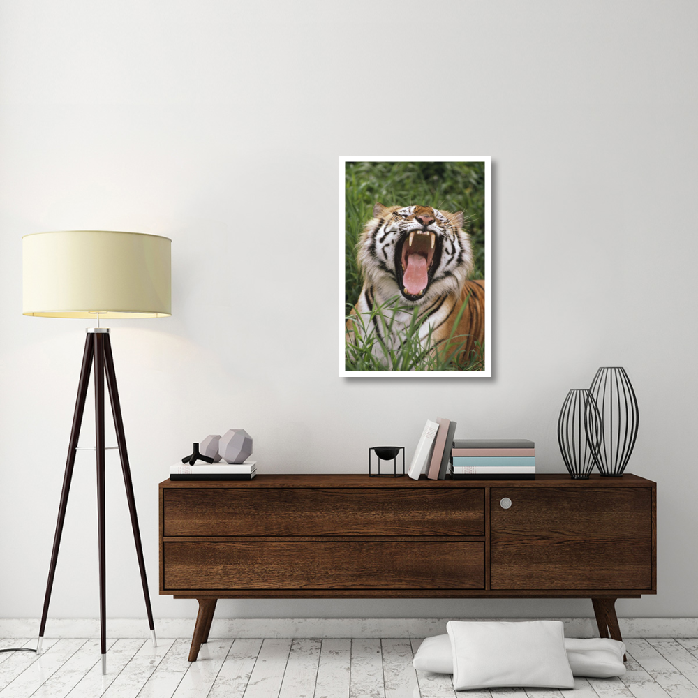 Bengal Tiger yawning, Hilo Zoo, Hawaii-Paper Art-26&quotx38"