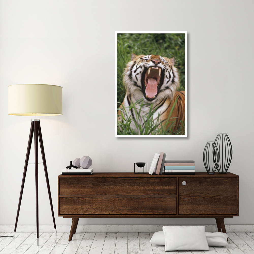 Bengal Tiger yawning, Hilo Zoo, Hawaii-Paper Art-34&quotx50"