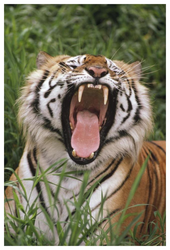 Bengal Tiger yawning, Hilo Zoo, Hawaii-Paper Art-42"x62"