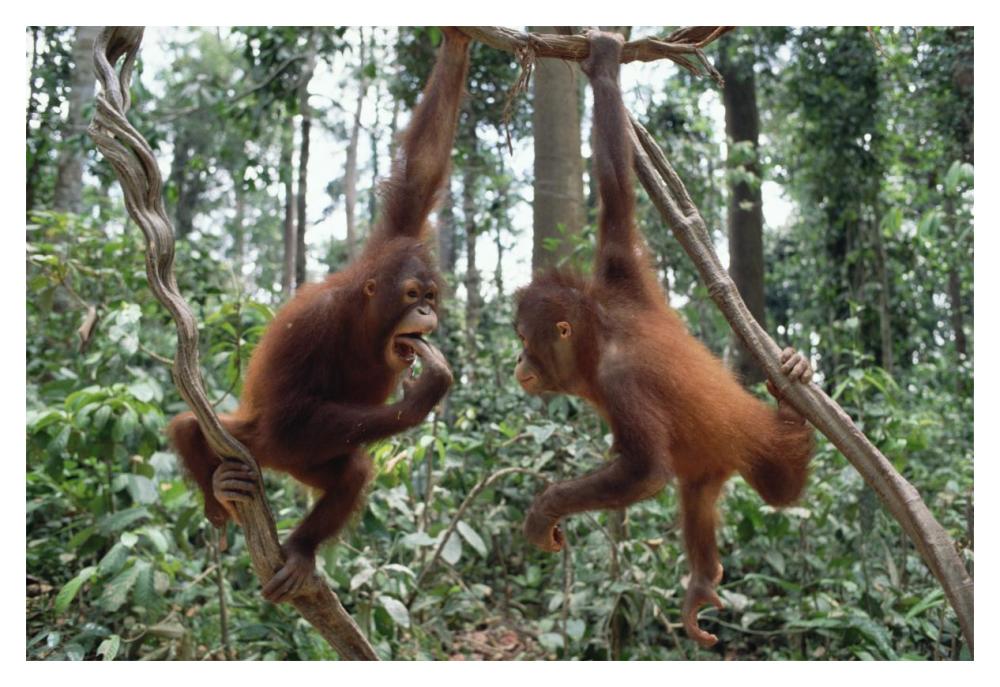 Orangutan pair playing in trees, Borneo-Paper Art-20"x14"