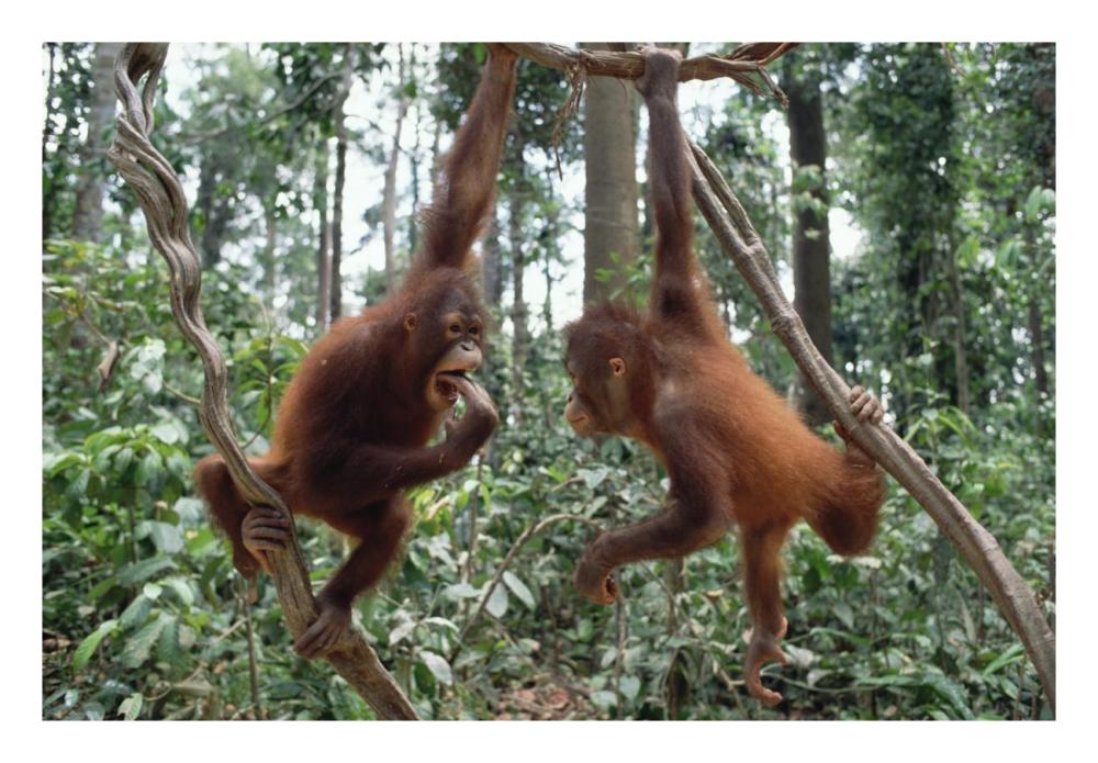Orangutan pair playing in trees, Borneo-Paper Art-26"x18"