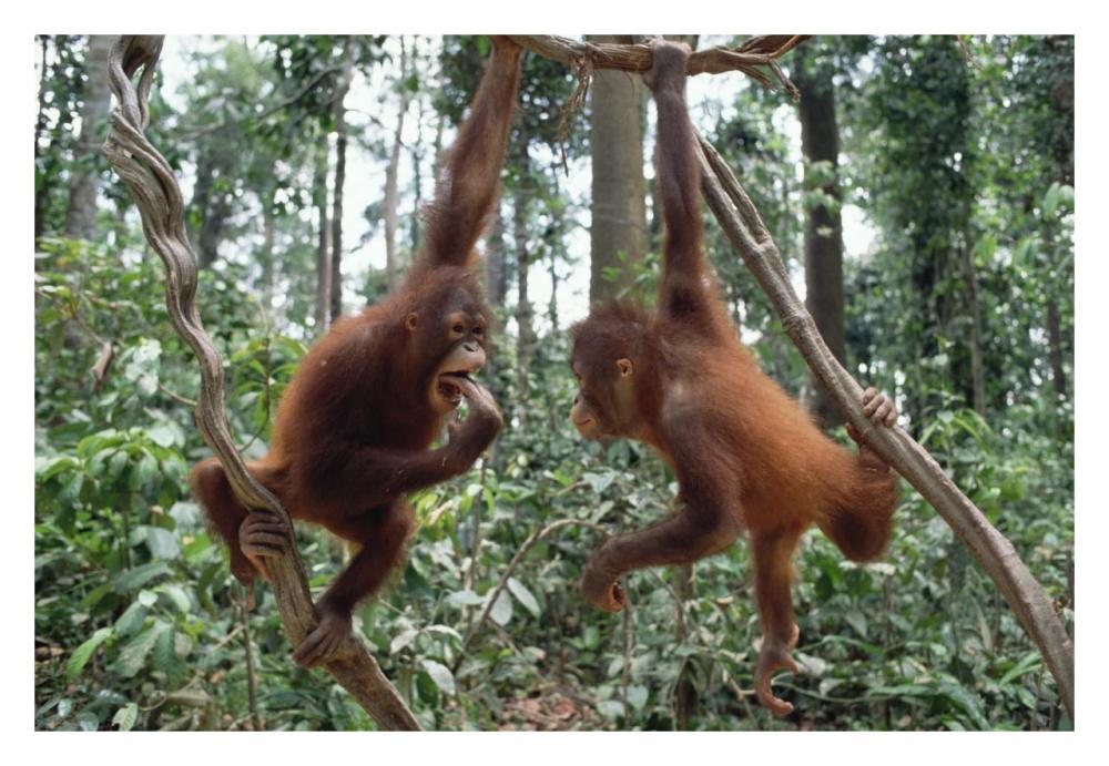 Orangutan pair playing in trees, Borneo-Paper Art-32"x22"