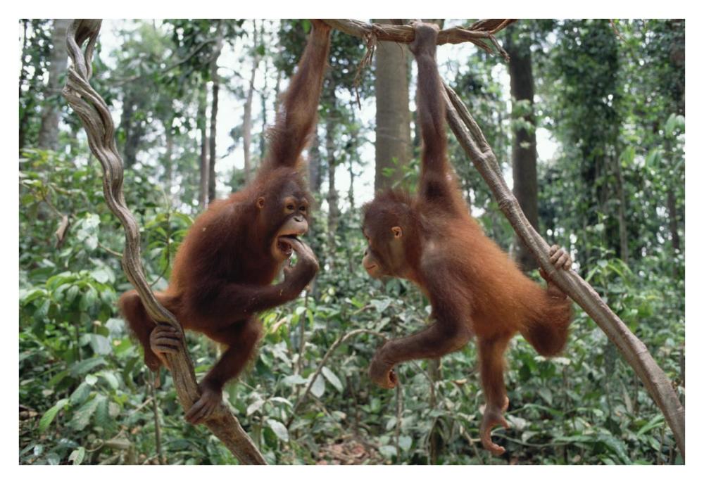 Orangutan pair playing in trees, Borneo-Paper Art-38"x26"